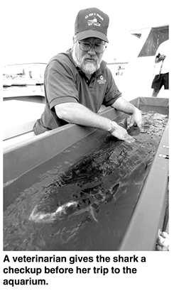 A verteranarian gives the shark a checkup before her trip to the aquarium