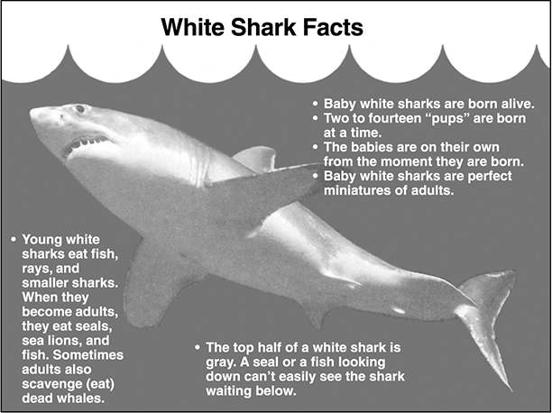 Great White Shark Habitat Facts For Kids