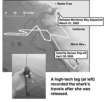 A recent hi-tech tag recorded the shark's travels after she was releases.
