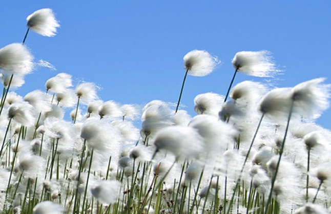 Seeds blowing in the wind