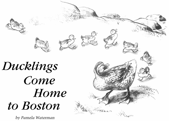 Duckling Comes Home to Boston. By Pamela Waterman